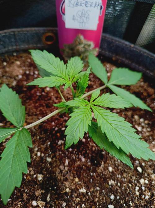 Blackberry Gas Auto Monkey Genetics🙊. Week 1