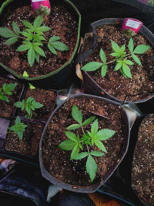 Blackberry Gas Auto Monkey Genetics🙊. Week 1