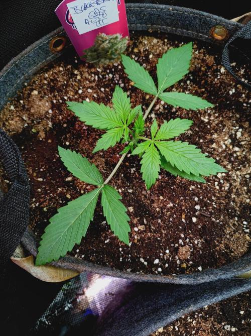 Blackberry Gas Auto Monkey Genetics🙊. Week 1