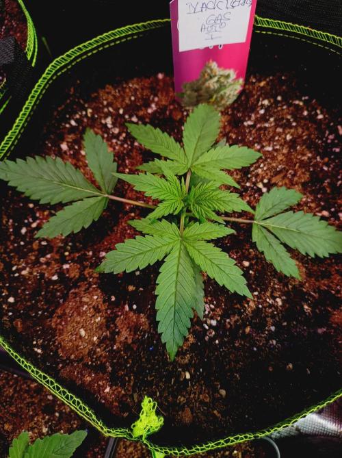 Blackberry Gas Auto Monkey Genetics🙊. Week 1