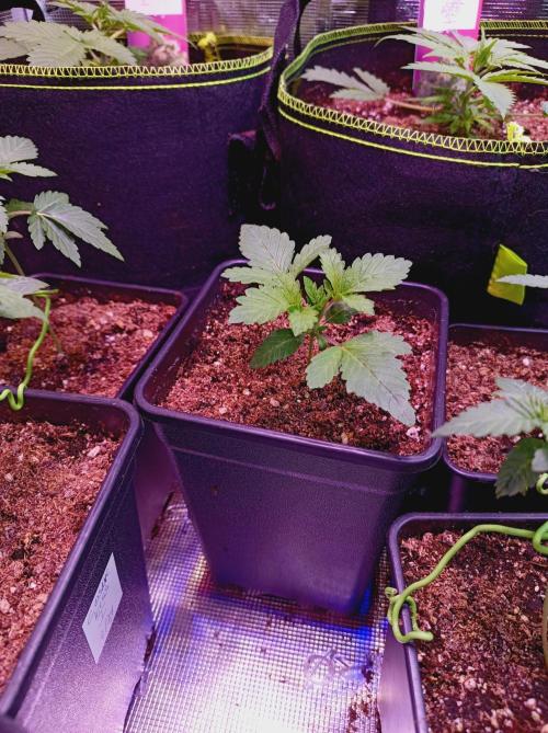 Honey Melon Kush 🍯🍉. Week 1