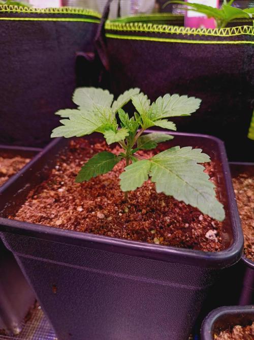 Honey Melon Kush 🍯🍉. Week 1