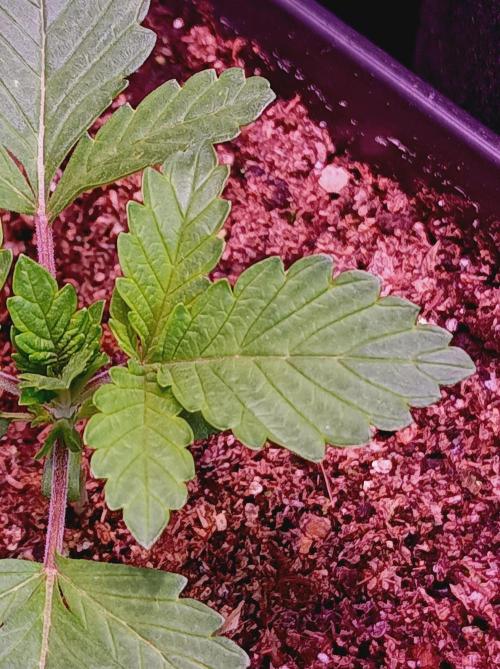 Honey Melon Kush 🍯🍉. Week 1