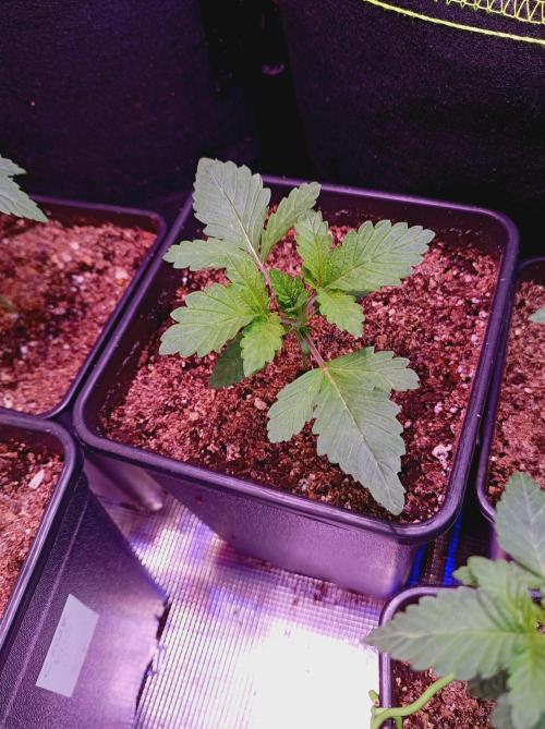 Honey Melon Kush 🍯🍉. Week 1