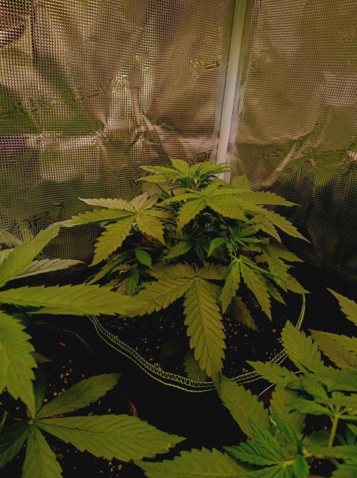 Jack Frost Widow Auto  Monkey Genetics🐒. Week 2