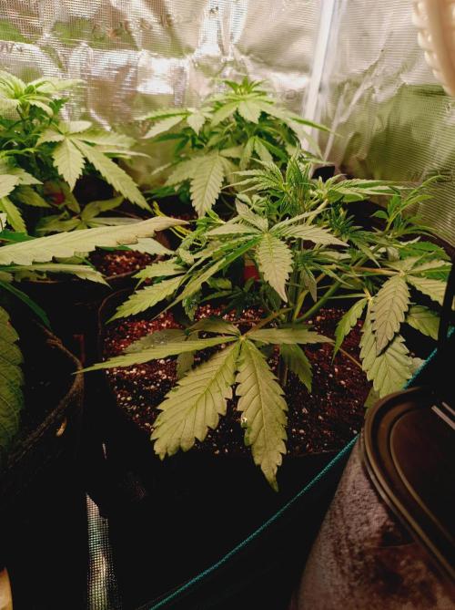 Jack Frost Widow Auto  Monkey Genetics🐒. Week 2