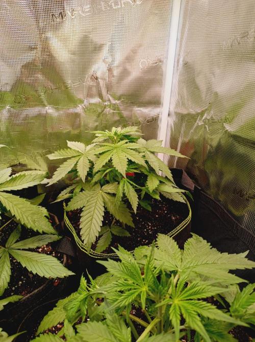 Jack Frost Widow Auto  Monkey Genetics🐒. Week 2
