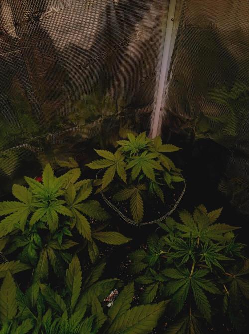 Jack Frost Widow Auto  Monkey Genetics🐒. Week 2