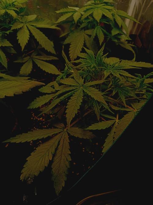 Jack Frost Widow Auto. Week 2