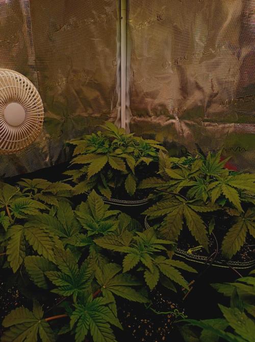 Biscotti Auto   Monkey Genetics🐒. Week 2