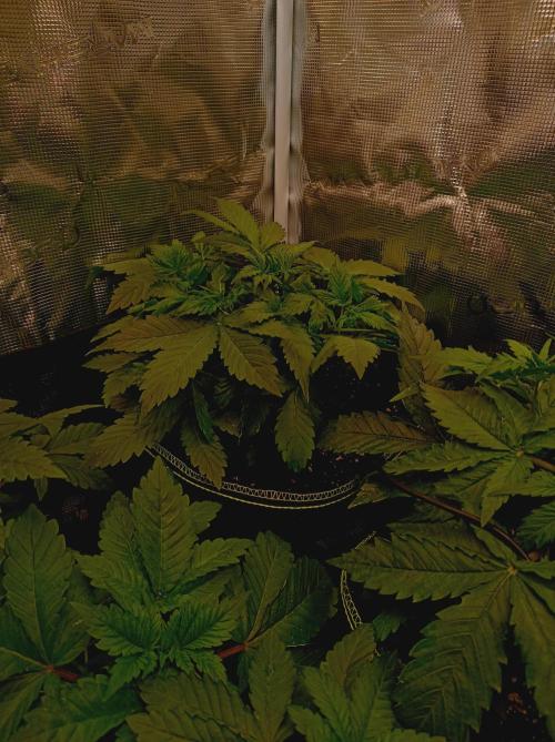 Biscotti Auto   Monkey Genetics🐒. Week 2