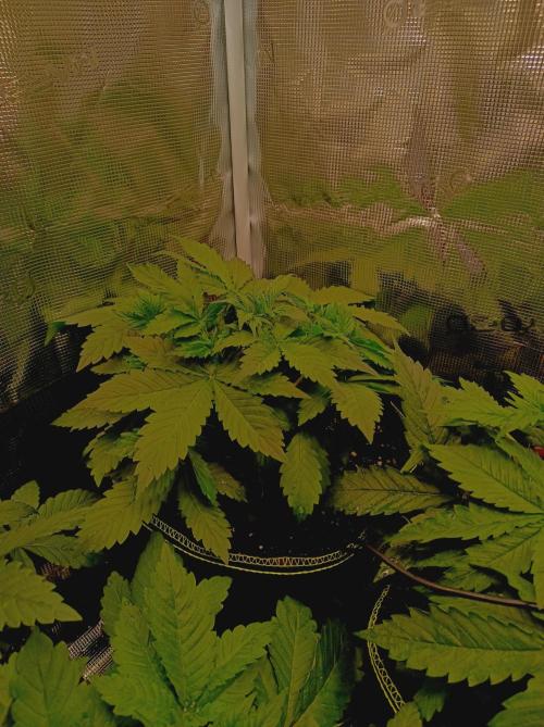 Biscotti Auto   Monkey Genetics🐒. Week 2