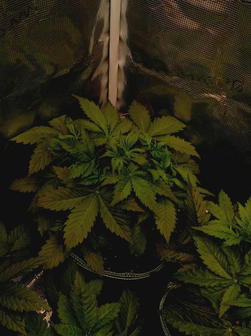 Biscotti Auto   Monkey Genetics🐒. Week 2