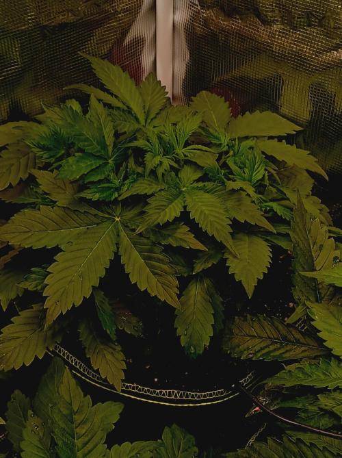 Biscotti Auto   Monkey Genetics🐒. Week 2