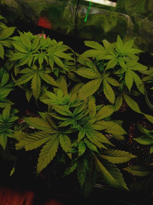 Blackberry Gas Auto Monkey Genetics🙊. Week 2