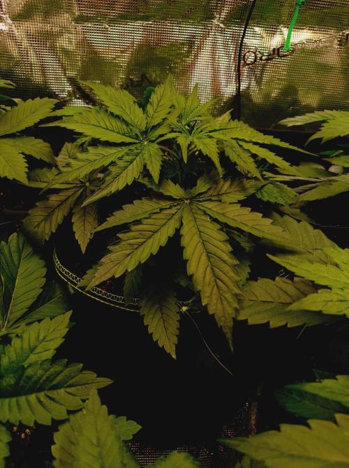 Blackberry Gas Auto Monkey Genetics🙊. Week 2