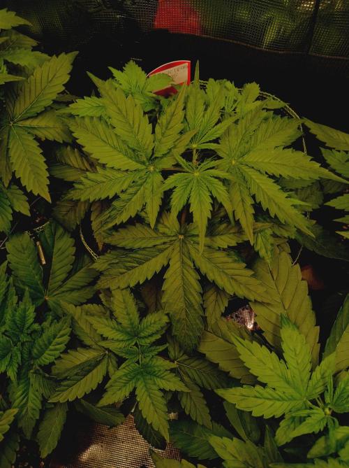 Blackberry Gas Auto Monkey Genetics🙊. Week 2