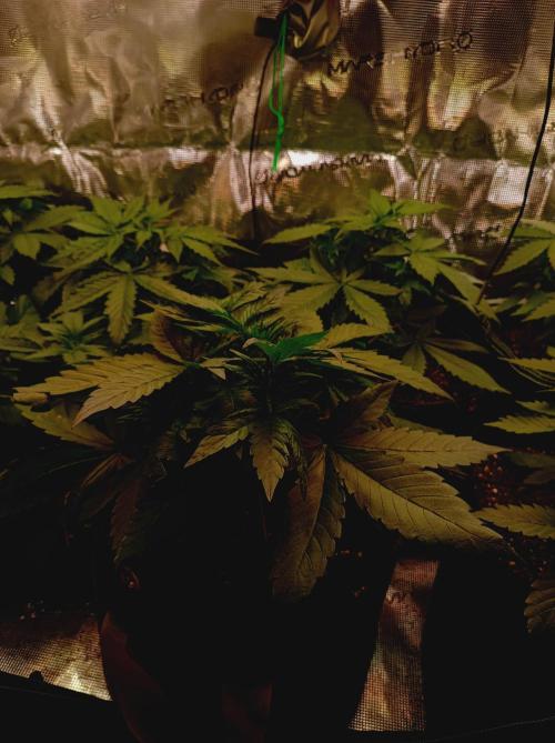 Blackberry Gas Auto Monkey Genetics🙊. Week 2