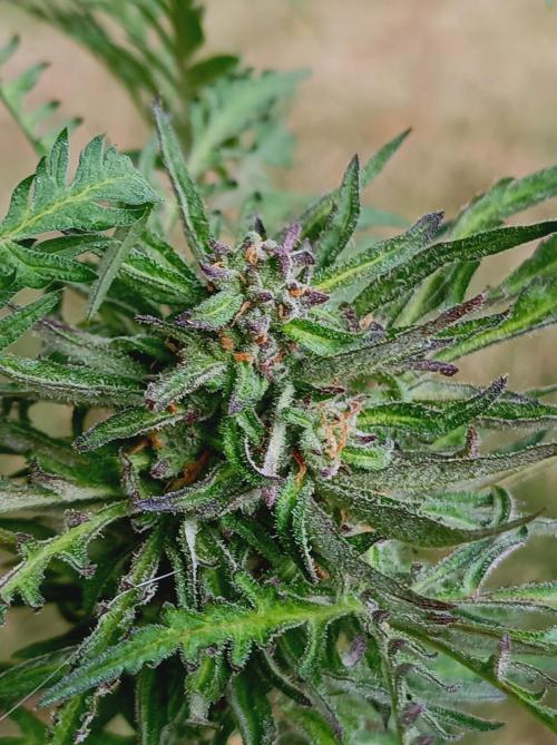 Frosty's Auto Freak Khalifan Contest. Week 10
