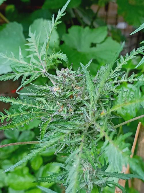 Frosty's Auto Freak Khalifan Contest. Week 10