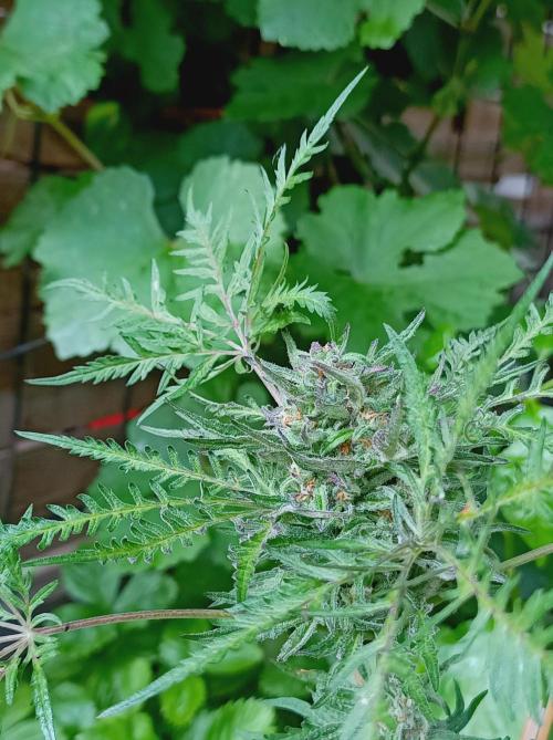 Frosty's Auto Freak Khalifan Contest. Week 10