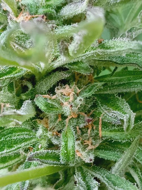 Frosty's Auto Freak Khalifan Contest. Week 10