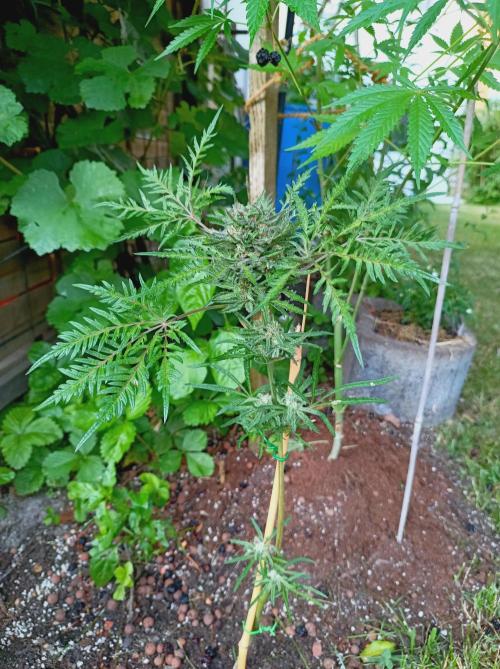Frosty's Auto Freak Khalifan Contest. Week 10