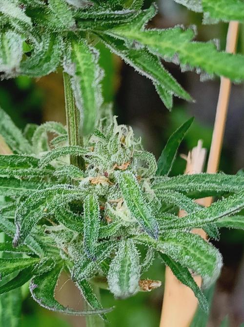 Frosty's Auto Freak Khalifan Contest. Week 10