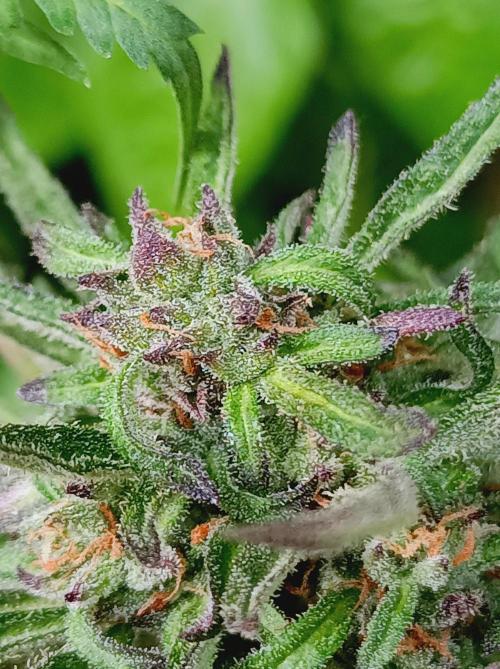 Frosty's Auto Freak Khalifan Contest. Week 10