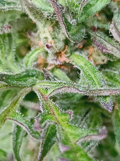 Frosty's Auto Freak Khalifan Contest. Week 10
