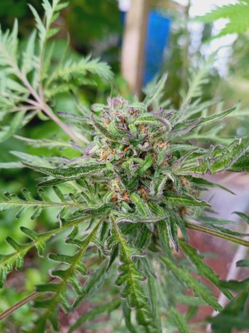 Frosty's Auto Freak Khalifan Contest. Week 10