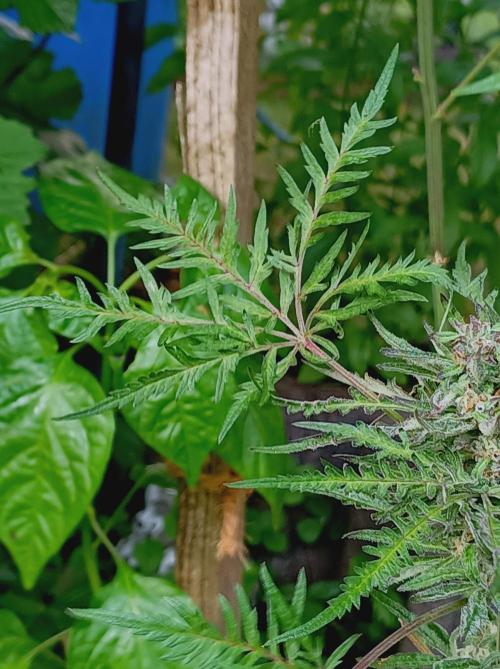 Frosty's Auto Freak Khalifan Contest. Week 10