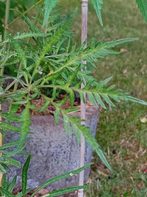 Frosty's Auto Freak Khalifan Contest. Week 10