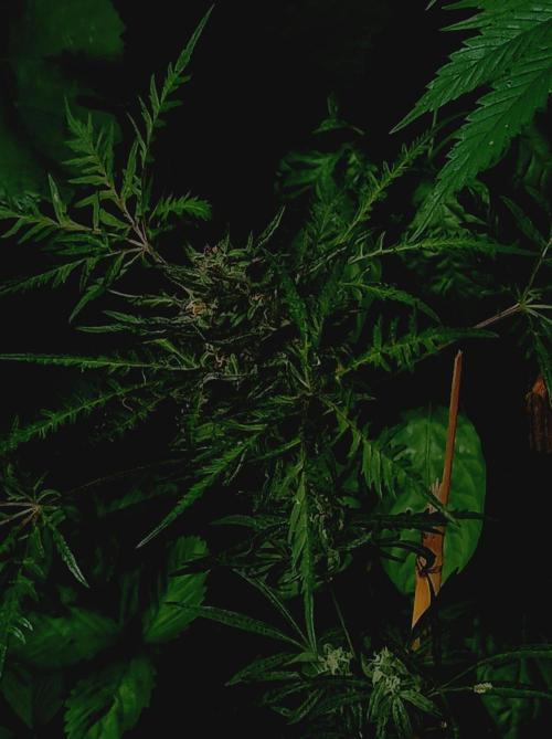Frosty's Auto Freak Khalifan Contest. Week 10