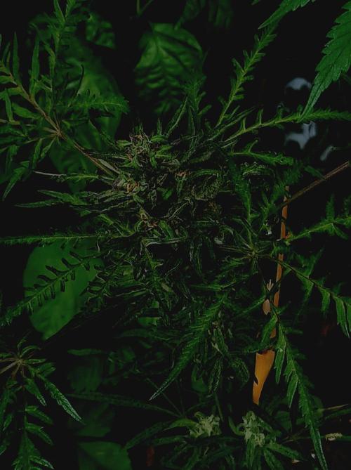Frosty's Auto Freak Khalifan Contest. Week 10