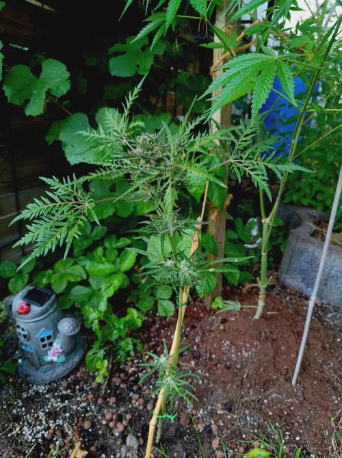 Frosty's Auto Freak Khalifan Contest. Week 10