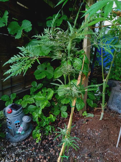 Frosty's Auto Freak Khalifan Contest. Week 10
