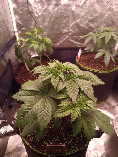 Honey Melon Kush 🍯🍉. Week 2