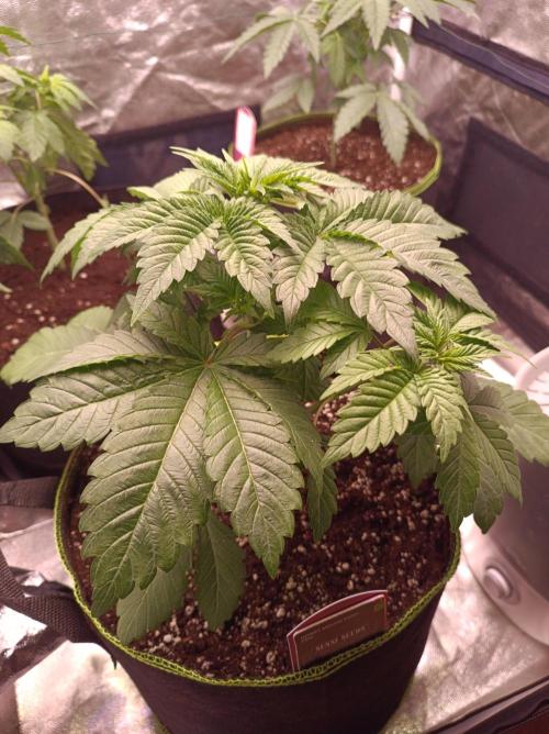 Honey Melon Kush 🍯🍉. Week 2