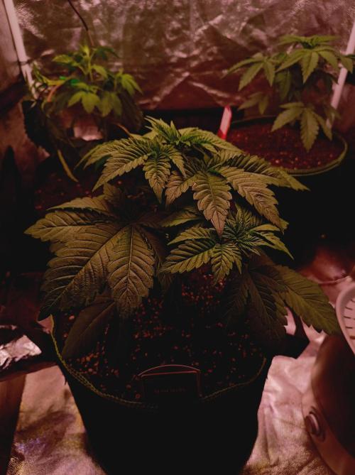 Honey Melon Kush 🍯🍉. Week 2