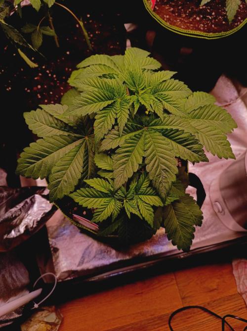 Honey Melon Kush 🍯🍉. Week 2