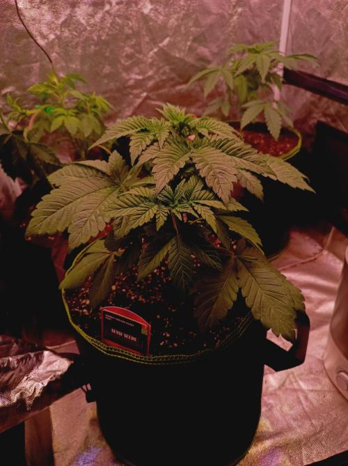 Honey Melon Kush 🍯🍉. Week 2