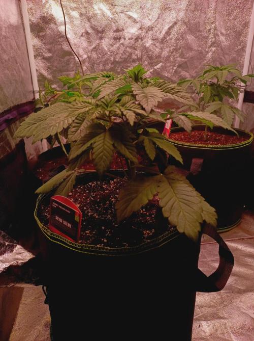 Honey Melon Kush 🍯🍉. Week 2