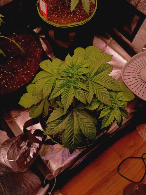 Honey Melon Kush 🍯🍉. Week 2