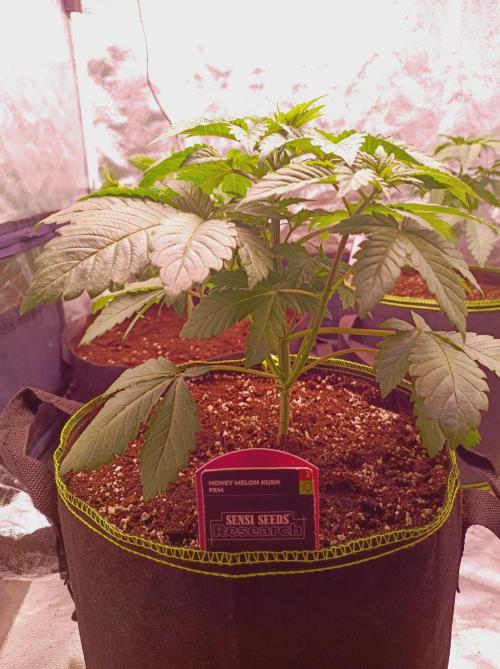Honey Melon Kush. Week 2