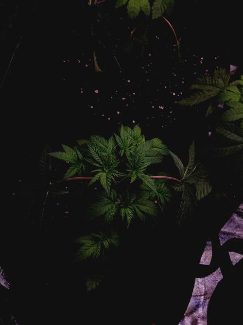 Cosmic Kiss ⭐💋. Week 2