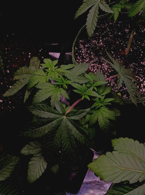 Cosmic Kiss ⭐💋. Week 2