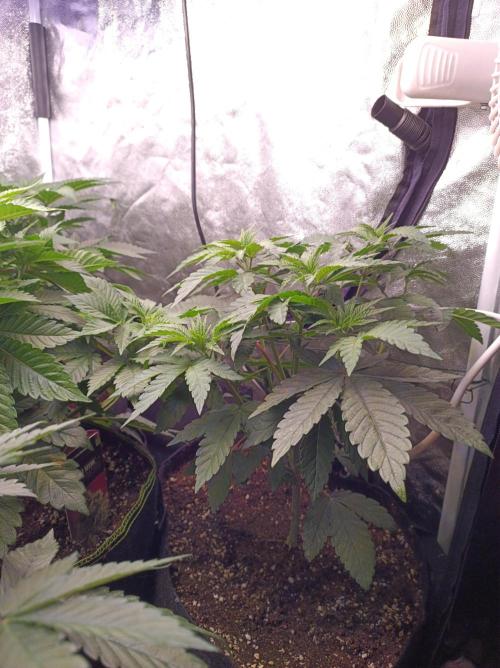 Cosmic Kiss ⭐💋. Week 3
