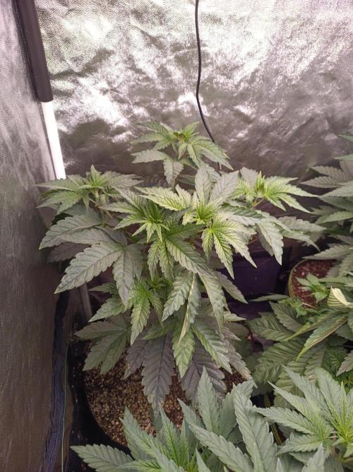 Cosmic Kiss ⭐💋. Week 3