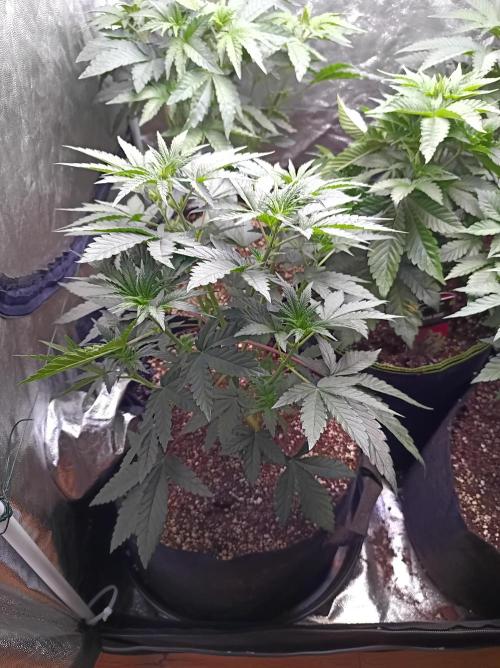 Cosmic Kiss ⭐💋. Week 3